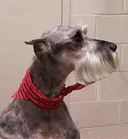 Grooming gallery for a practices clients dogs 7