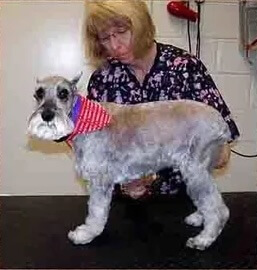 Grooming gallery for a practices clients dogs 6