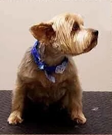 Grooming gallery for a practices clients dogs 4