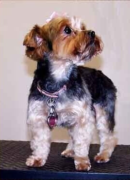 Grooming gallery for a practices clients dogs 8