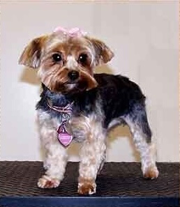 Grooming gallery for a practices clients dogs 9