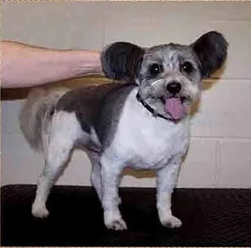 Grooming gallery for a practices clients dogs 2