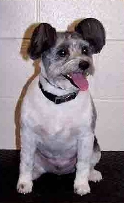 Grooming gallery for a practices clients dogs 3