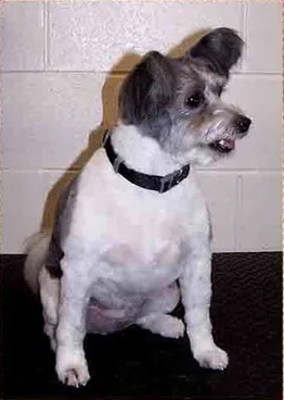 Grooming gallery for a practices clients dogs 1