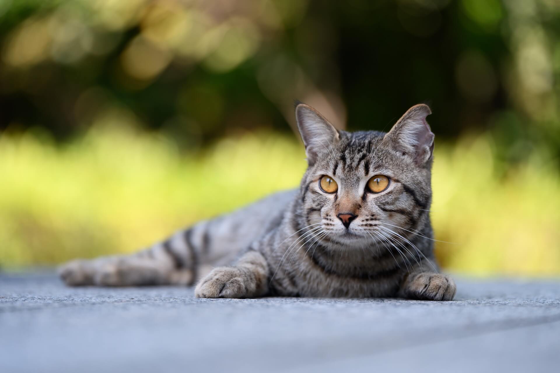 cat outside chilling 