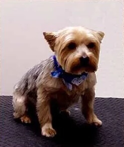 Grooming gallery for a practices clients dogs 5