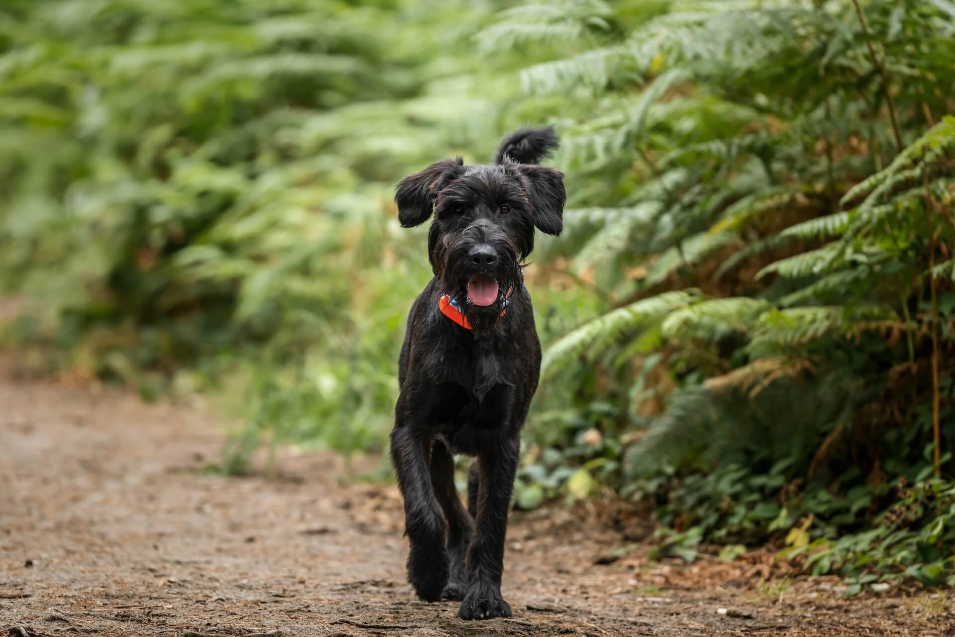Dog walking through a forest in Virginia 